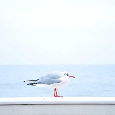 主厨阿诚